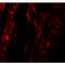 SHQ1, H/ACA Ribonucleoprotein Assembly Factor antibody, MBS153568, MyBioSource, Western Blot image 
