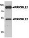 PRICKLE1 antibody, TA320109, Origene, Western Blot image 