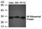 S6 Ribosomal Protein antibody, orb76572, Biorbyt, Western Blot image 