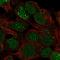 Ladybird Homeobox 1 antibody, HPA002016, Atlas Antibodies, Immunocytochemistry image 