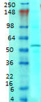 Excitatory amino acid transporter 3 antibody, LS-C231718, Lifespan Biosciences, Western Blot image 