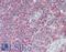 Lysine Demethylase 6A antibody, LS-B11462, Lifespan Biosciences, Immunohistochemistry frozen image 