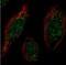 MAF BZIP Transcription Factor B antibody, NBP1-81342, Novus Biologicals, Immunofluorescence image 