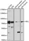 Selectin L antibody, MBS127346, MyBioSource, Western Blot image 
