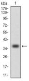 C-C Motif Chemokine Ligand 2 antibody, abx012194, Abbexa, Western Blot image 