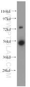 Ferredoxin Reductase antibody, 15584-1-AP, Proteintech Group, Western Blot image 