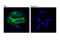 Vascular Cell Adhesion Molecule 1 antibody, 39036S, Cell Signaling Technology, Immunocytochemistry image 