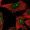 Nucleolar protein 14 antibody, NBP2-55807, Novus Biologicals, Immunofluorescence image 