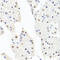 Chromatin Accessibility Complex Subunit 1 antibody, 22-896, ProSci, Immunohistochemistry frozen image 