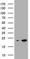 NME1 antibody, TA801313, Origene, Western Blot image 