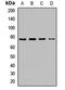 X-Prolyl Aminopeptidase 2 antibody, orb411704, Biorbyt, Western Blot image 