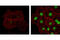 H2A Histone Family Member X antibody, 5438S, Cell Signaling Technology, Immunofluorescence image 