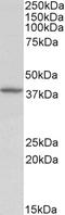 Decorin antibody, EB09461, Everest Biotech, Western Blot image 