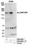 UHRF1 Binding Protein 1 Like antibody, A304-945A, Bethyl Labs, Immunoprecipitation image 