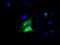 NLK antibody, TA501128, Origene, Immunofluorescence image 