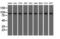 Ubiquitin Specific Peptidase 5 antibody, M04550-1, Boster Biological Technology, Western Blot image 