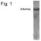 ARTN antibody, PA1-4241, Invitrogen Antibodies, Western Blot image 