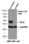 Galactosidase Alpha antibody, 15428-1-AP, Proteintech Group, Western Blot image 