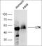 Leukocyte tyrosine kinase receptor antibody, orb157833, Biorbyt, Western Blot image 