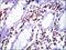 Moesin antibody, MA5-17130, Invitrogen Antibodies, Immunohistochemistry paraffin image 