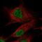 Olfactomedin 2 antibody, NBP2-56884, Novus Biologicals, Immunofluorescence image 