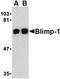 PR/SET Domain 1 antibody, orb74780, Biorbyt, Western Blot image 