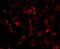 CUE Domain Containing 1 antibody, NBP1-76946, Novus Biologicals, Immunofluorescence image 