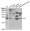 Glycoprotein IX Platelet antibody, LS-C334021, Lifespan Biosciences, Western Blot image 