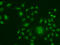 ERCC Excision Repair 1, Endonuclease Non-Catalytic Subunit antibody, 19-564, ProSci, Immunofluorescence image 