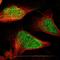E1A Binding Protein P400 antibody, HPA016704, Atlas Antibodies, Immunofluorescence image 