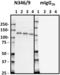 Stonin-2 antibody, 804704, BioLegend, Western Blot image 