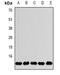 FKBP Prolyl Isomerase 2 antibody, abx225172, Abbexa, Western Blot image 