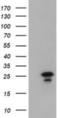 Lin-7 Homolog B, Crumbs Cell Polarity Complex Component antibody, NBP2-02852, Novus Biologicals, Western Blot image 