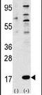Ubiquitin-like protein FUBI antibody, PA5-11667, Invitrogen Antibodies, Western Blot image 