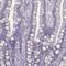 Protein ZNF365 antibody, HPA052446, Atlas Antibodies, Immunohistochemistry frozen image 