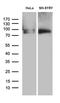Brain Enriched Guanylate Kinase Associated antibody, LS-C795636, Lifespan Biosciences, Western Blot image 