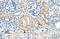 Eukaryotic translation initiation factor 4B antibody, orb330121, Biorbyt, Immunohistochemistry paraffin image 