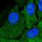 Amidohydrolase Domain Containing 1 antibody, HPA039720, Atlas Antibodies, Immunofluorescence image 
