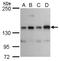 Ret Proto-Oncogene antibody, GTX101059, GeneTex, Western Blot image 