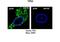 TP53 Regulating Kinase antibody, NBP1-69166, Novus Biologicals, Immunohistochemistry paraffin image 