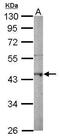 Core histone macro-H2A.2 antibody, PA5-30648, Invitrogen Antibodies, Western Blot image 