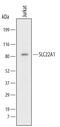 Solute Carrier Family 22 Member 1 antibody, MAB6469, R&D Systems, Western Blot image 