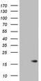 Iron-sulfur cluster assembly enzyme ISCU, mitochondrial antibody, TA803532S, Origene, Western Blot image 