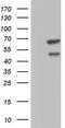 CASP8 And FADD Like Apoptosis Regulator antibody, M01295-1, Boster Biological Technology, Western Blot image 