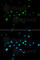 Tripartite Motif Containing 63 antibody, A3101, ABclonal Technology, Immunofluorescence image 