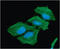 ACAT-2 antibody, GTX57610, GeneTex, Immunofluorescence image 