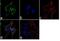 NOP2/Sun RNA Methyltransferase 4 antibody, 720212, Invitrogen Antibodies, Immunofluorescence image 