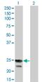 Regulator of G-protein signaling 4 antibody, H00005999-M01, Novus Biologicals, Western Blot image 