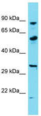 KH-Type Splicing Regulatory Protein antibody, TA345845, Origene, Western Blot image 