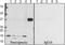 Neurogranin, 70-78 antibody, 848501, BioLegend, Western Blot image 